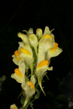 Linaria vulgaris RCP8-09 024.jpg